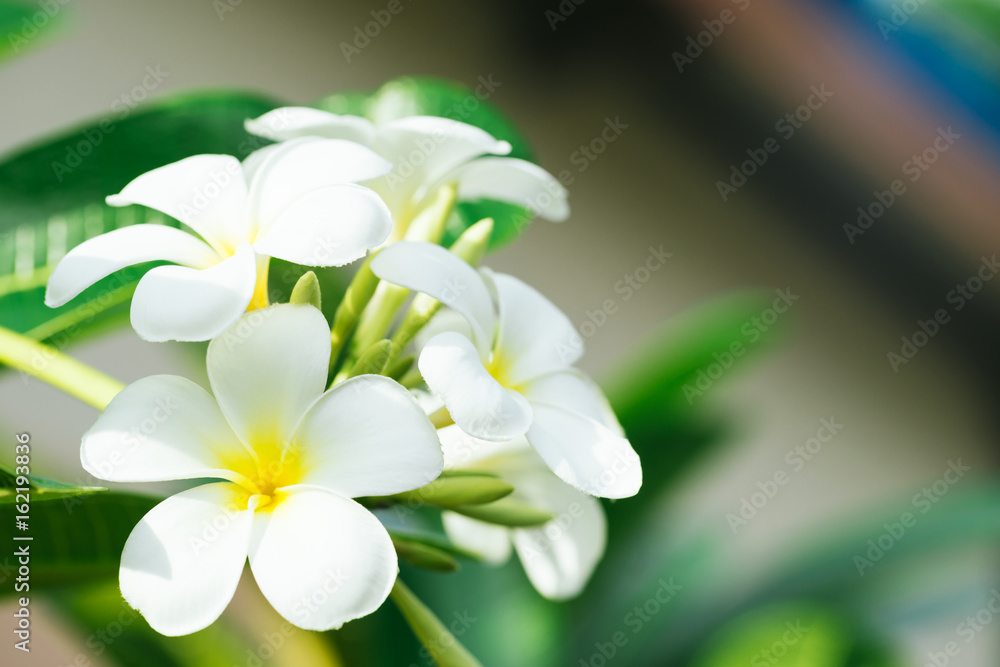 Close up of plumeria frangipani flowers with leaves,plumeria frangipani flowers blooming on the tree. Close up of plumeria frangipani flowers with leaves,plumeria frangipani flowers blooming on the tree.