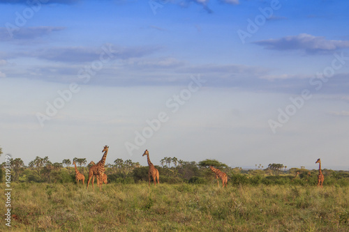 Giraffes in African savannah 