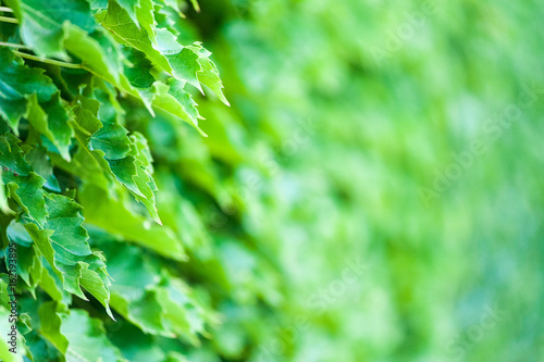 green leafy background 2