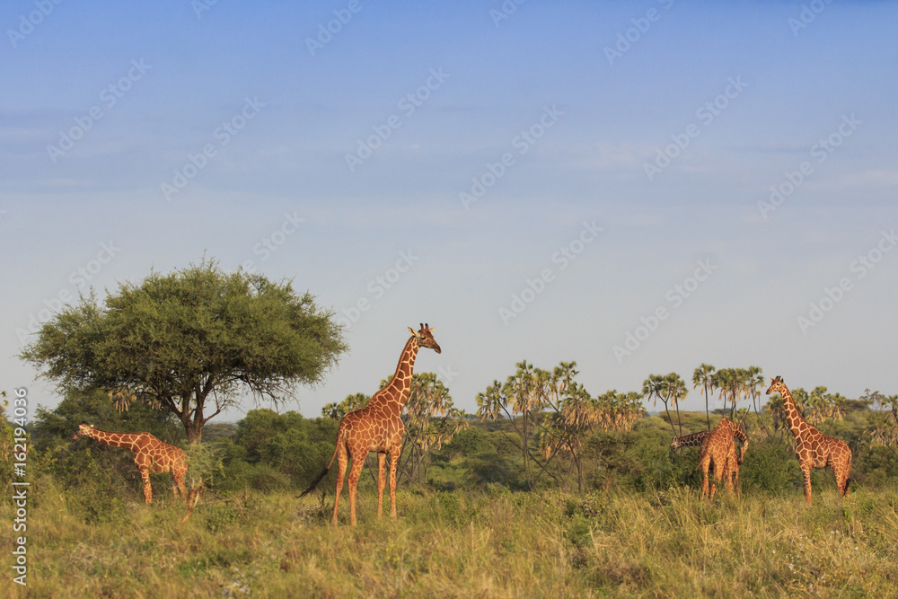 Naklejka premium Giraffes in African savannah 