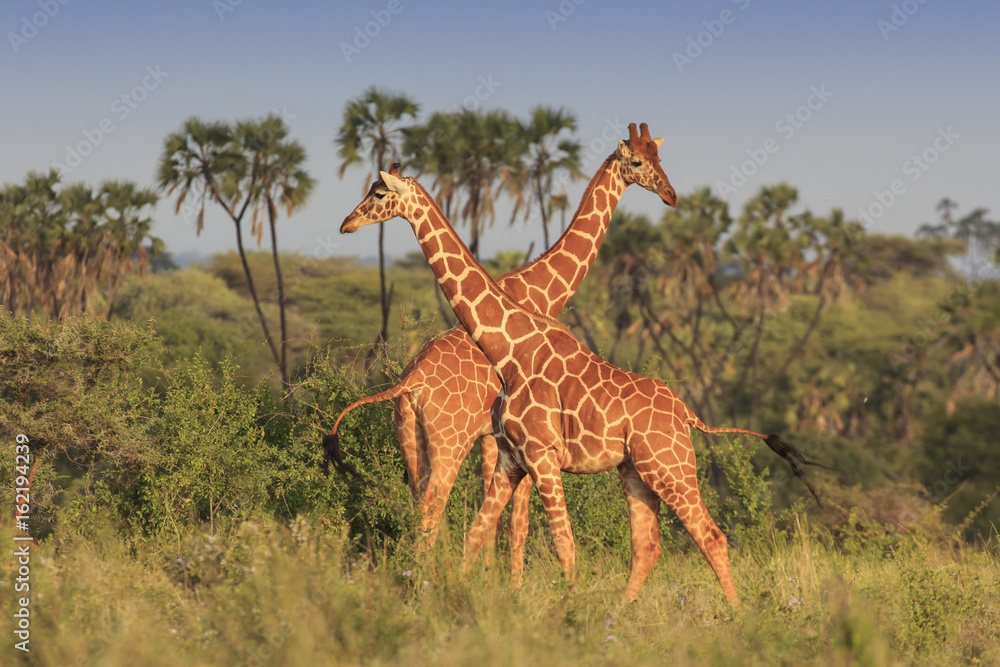 Naklejka premium Giraffes in African savannah 