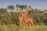 Giraffes in African savannah 