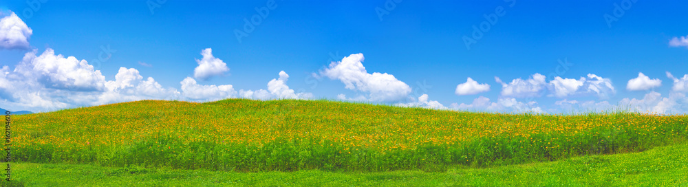 The panorama of beautiful green field with yellow cosmos flowers under blue cloudy sky. The panorama of beautiful green field with yellow cosmos flowers under blue cloudy sky.