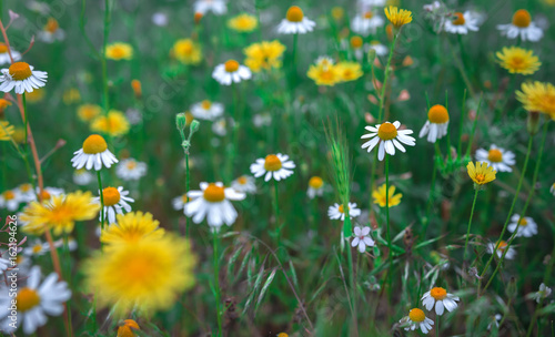 Floral background. background with wild daisies in the field.