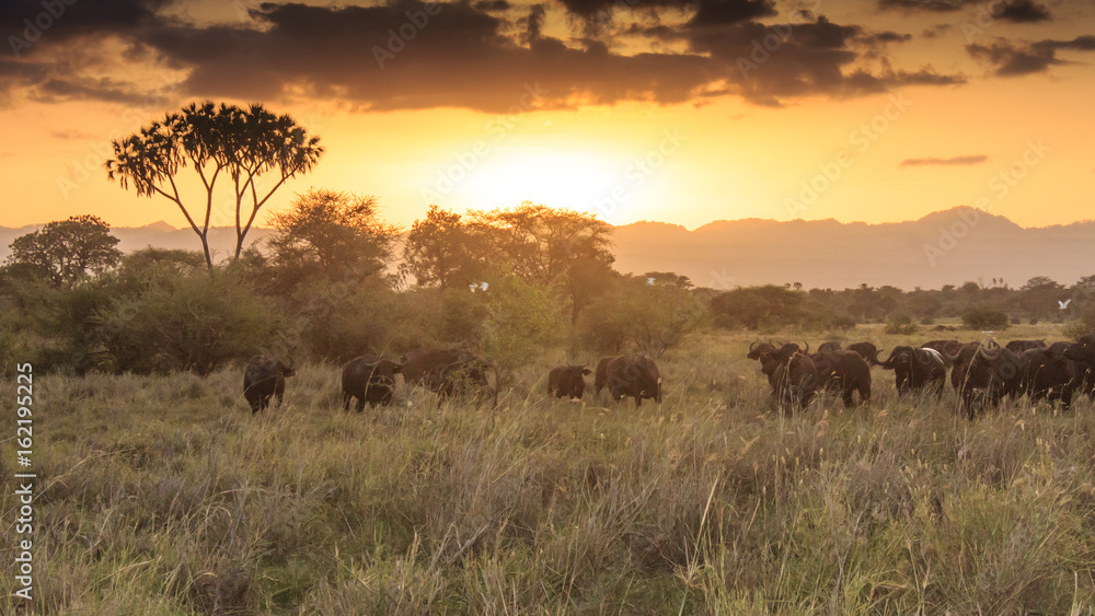 African buffalo at sunset in savannah