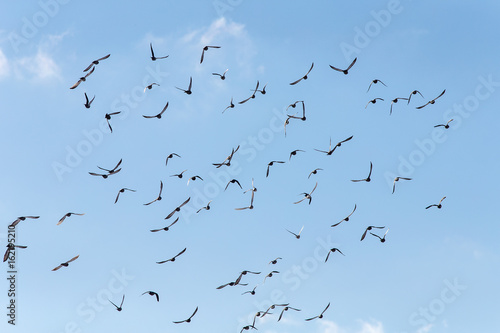 pigeons in flight © Maslov Dmitry