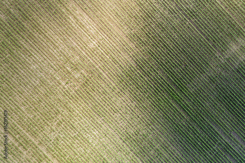 Aerial top view of a farm field with rows