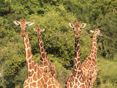 Giraffes in East African savannah