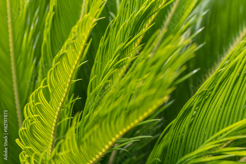 cycas young leaves closeup 