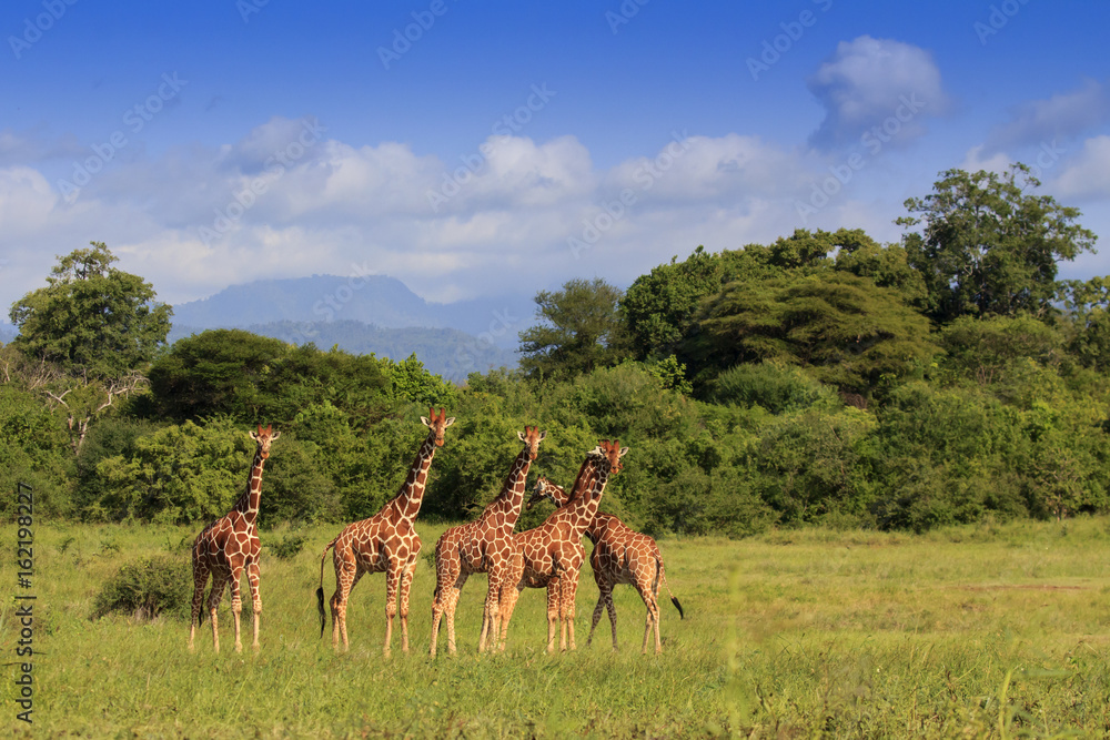 Naklejka premium Wild Giraffes in Africa
