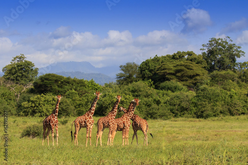 Fototapeta Naklejka Na Ścianę i Meble -  Wild Giraffes in Africa