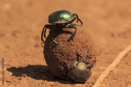 Dung beetles roll a dung ball photo