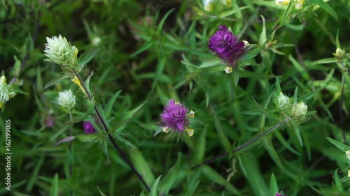 Wallpaper Mural Beautiful wildflowers in the forest. Torontodigital.ca