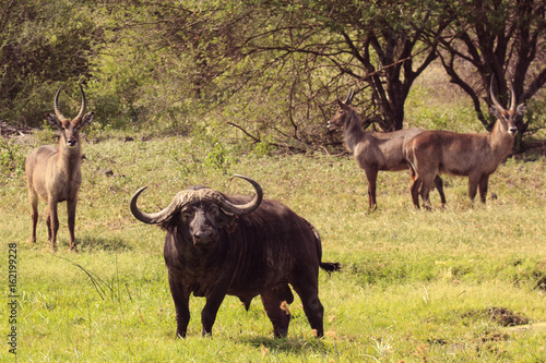 Canvas Print African Buffalo