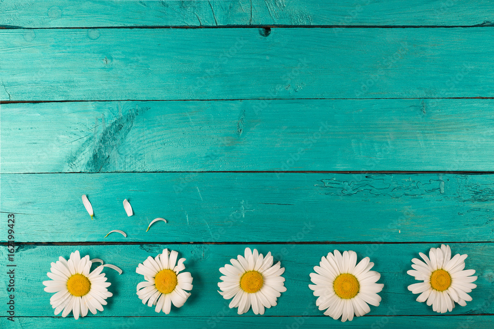 Obraz premium Camomile on a bright background