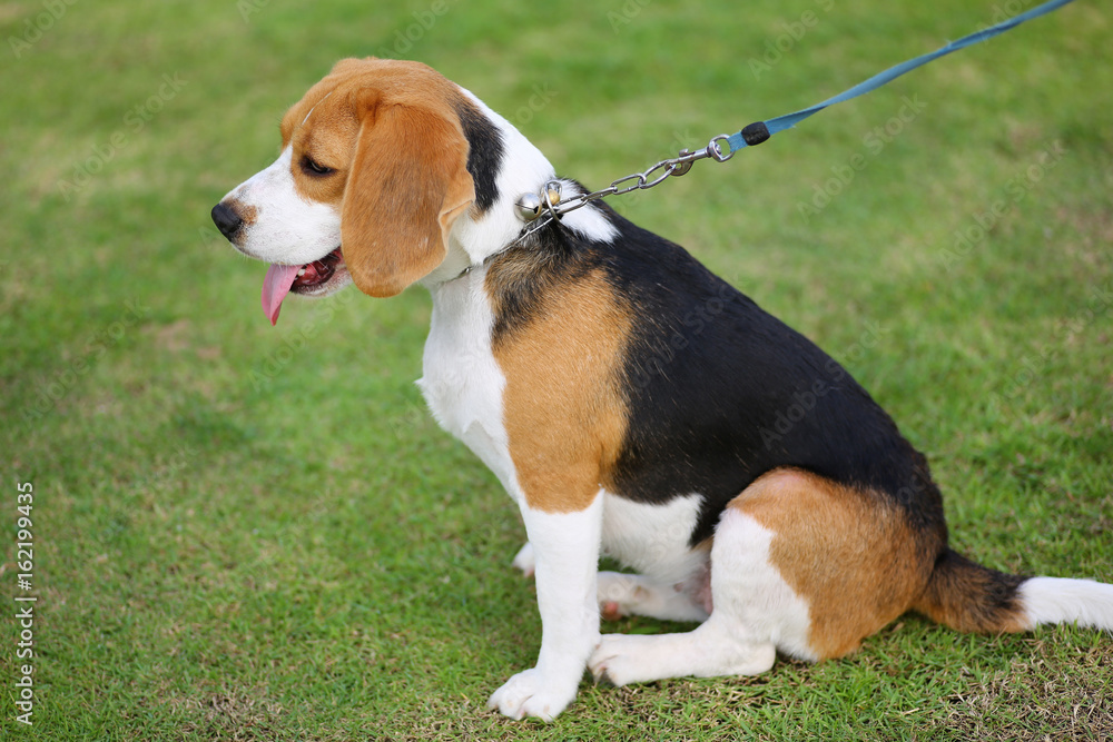 Beagle dog sitting on green Grass.