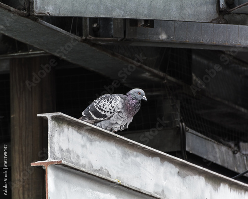 Фотография Pigeon