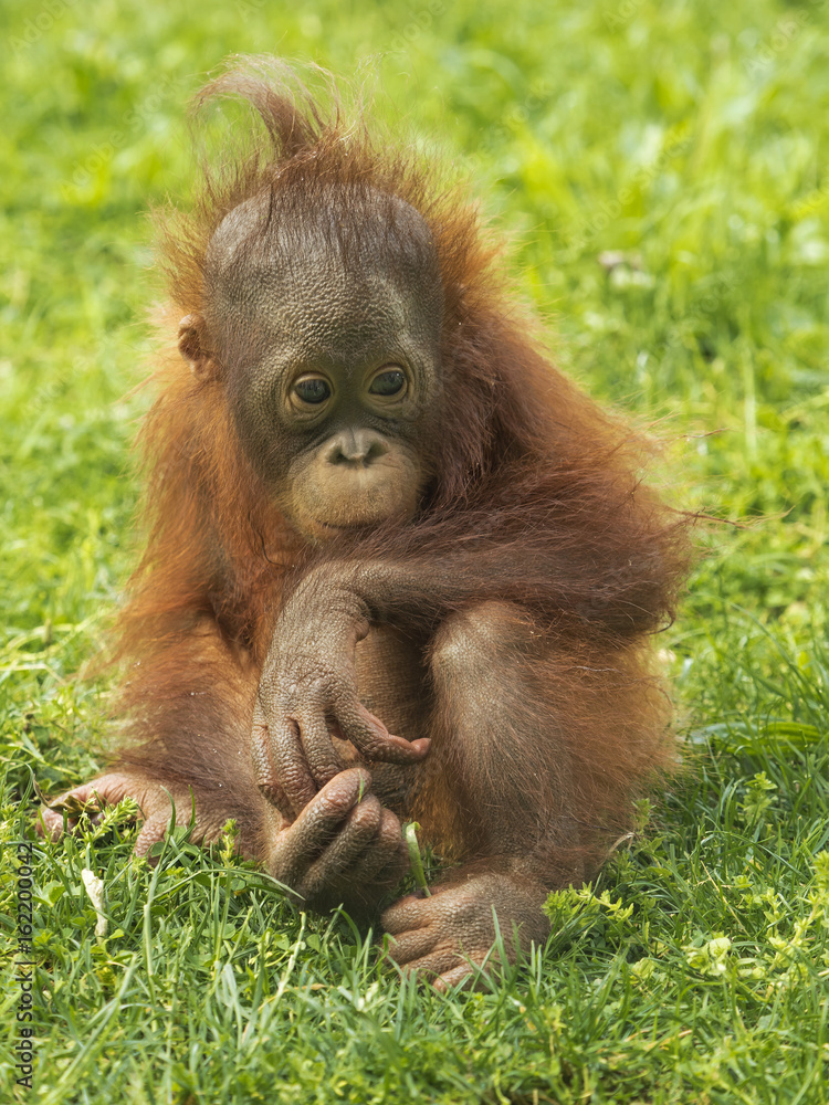 Naklejka premium Little sitting orangutan