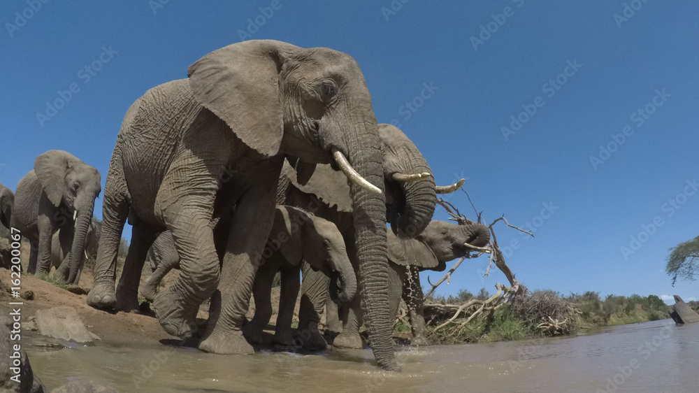 Fototapeta premium African Elephant. Herd of Elephants drink a river