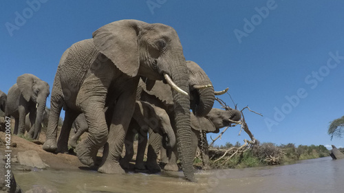 African Elephant. Herd of Elephants drink a river © Richard Carey