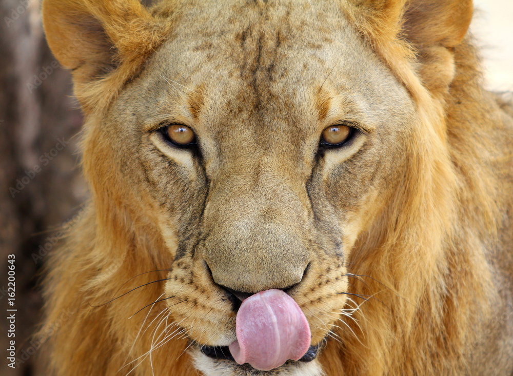 Naklejka premium Hungry Male African Lion (Panthera leo) portrait.