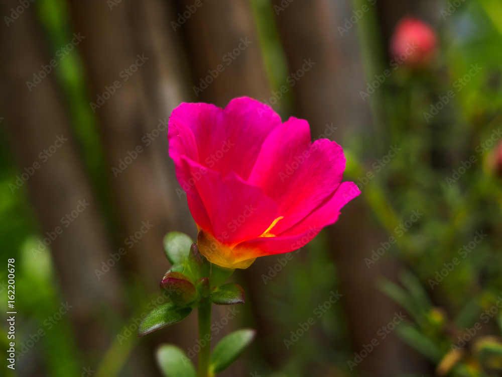 pink flower on the nature background