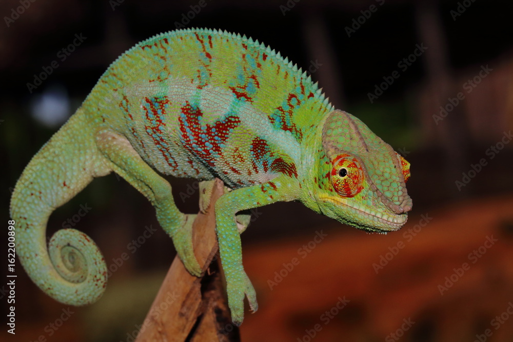 Obraz premium Furcifer pardalis