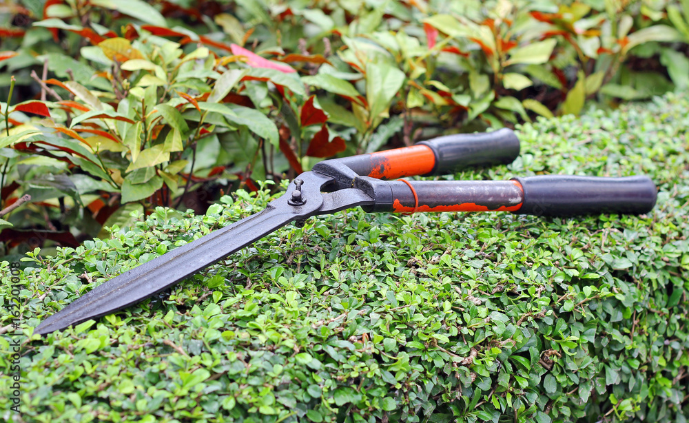 Obraz premium Garden shears on tree.