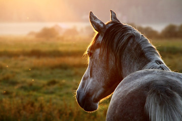 Foto auf Leinwand Pferde Pferd am Septemberabend  © Petri