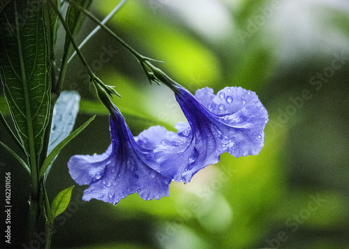 Purple Flowers
