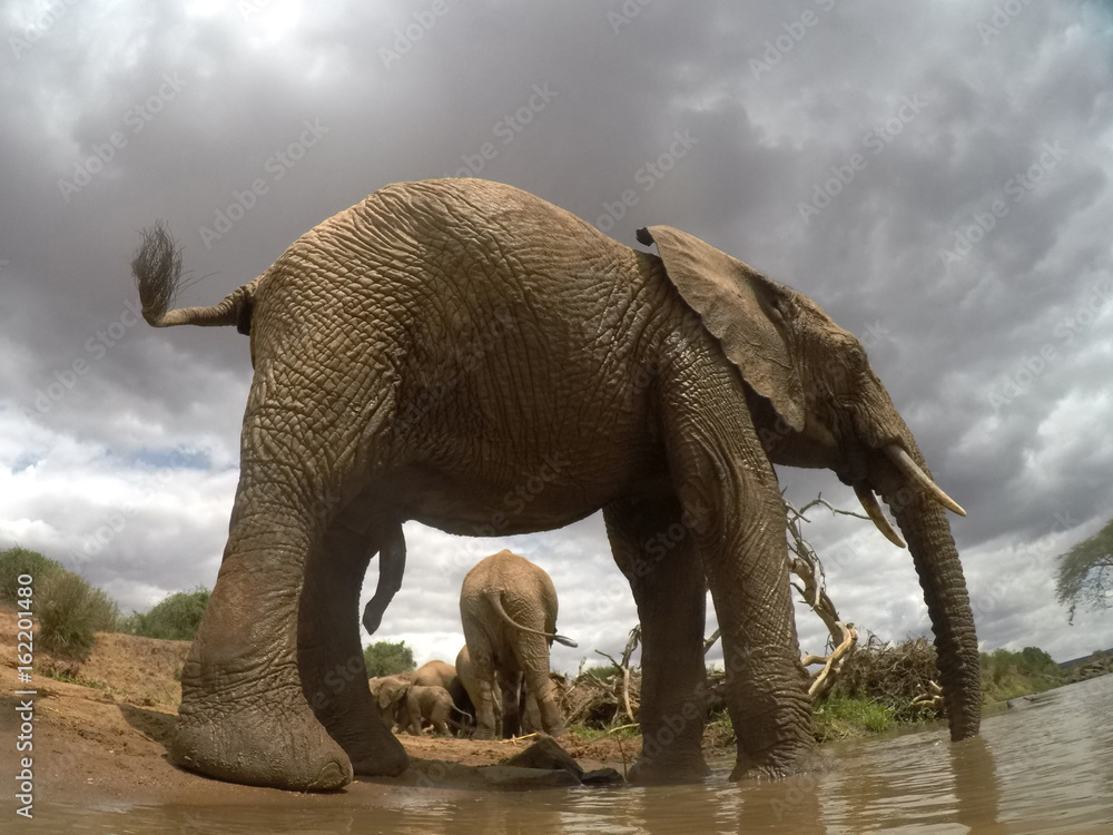 Fototapeta premium African Elephants drinking at river