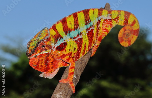 Furcifer pardalis photo