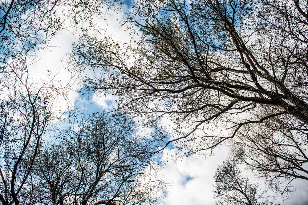 View of leafless treetops from the ground during winter. View of leafless treetops from the ground during winter.