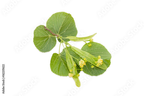 Twig of the linden with leaves and flowers