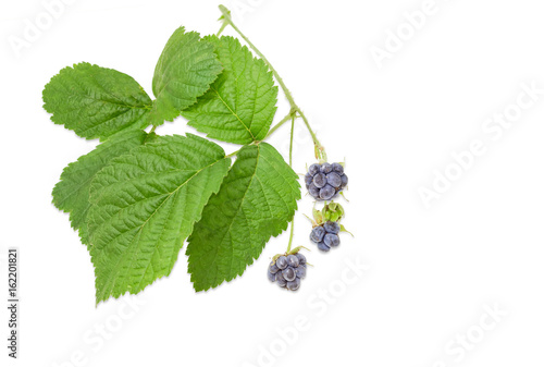 Twig of the wild blackberry with berries and leaves