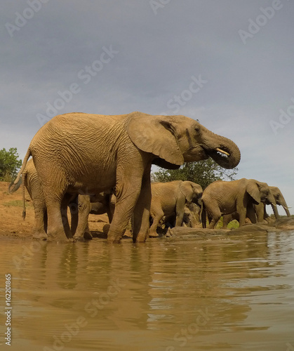 African Elephants drinking at river