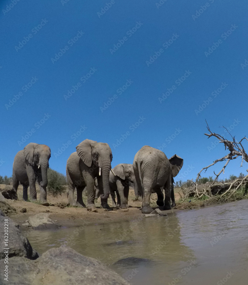 Obraz premium African Elephants drinking at river