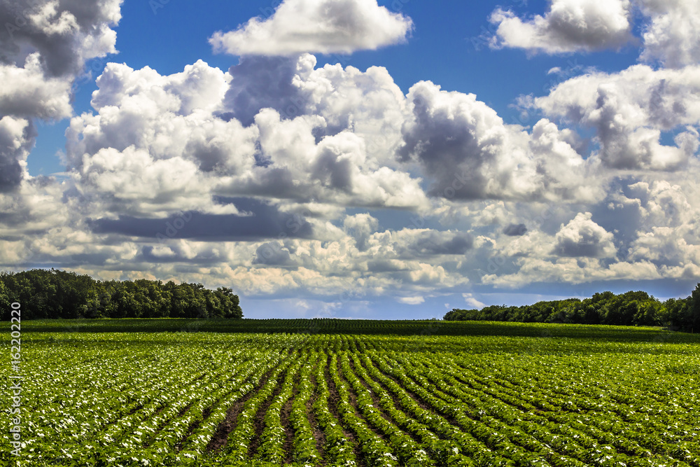 Landscape of a growing agriculture field