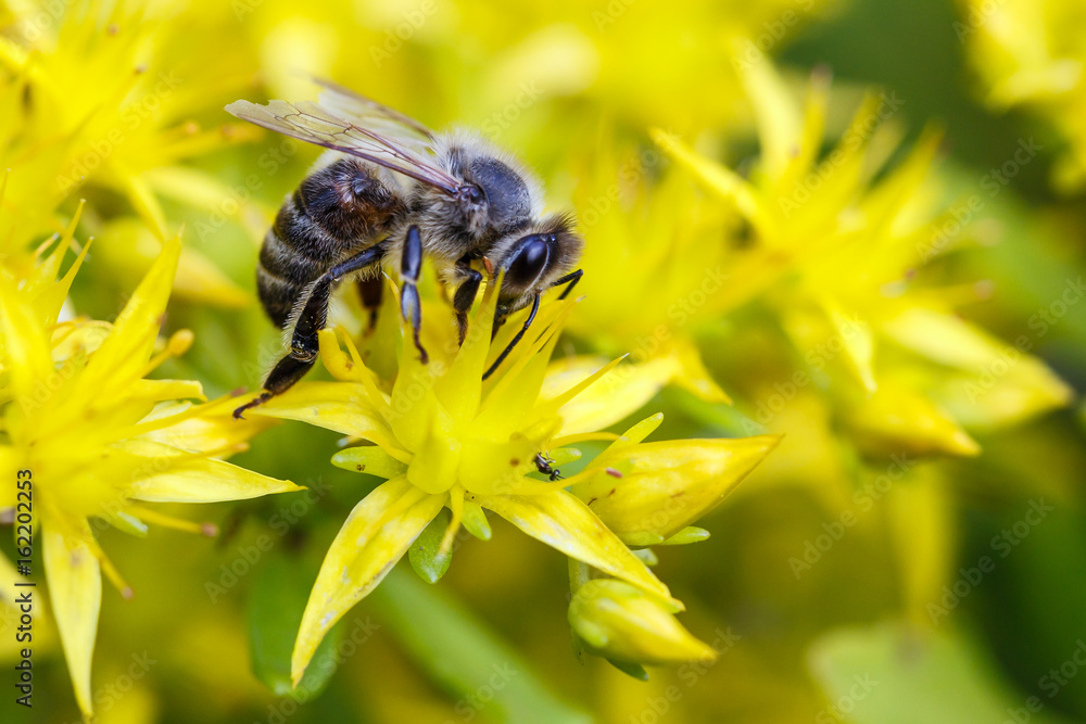 Bee on a yellow flower