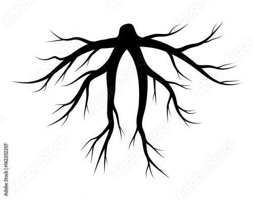 root silhouette vector symbol icon design.