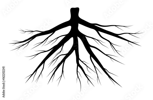 root silhouette vector symbol icon design.