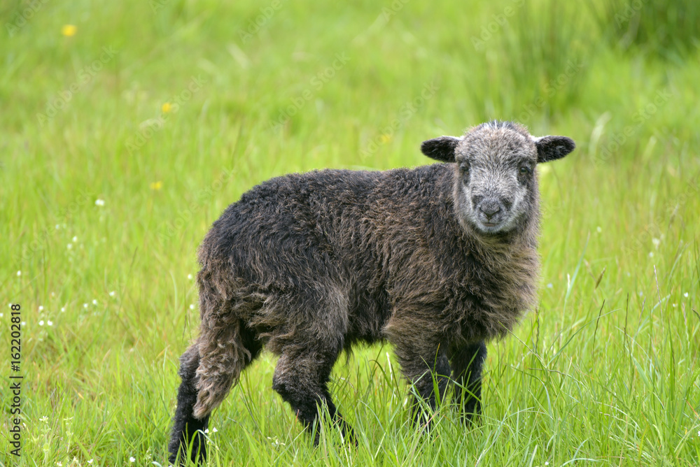 Black lamb in Great Langdale, English Lake District Black lamb in Great Langdale, English Lake District