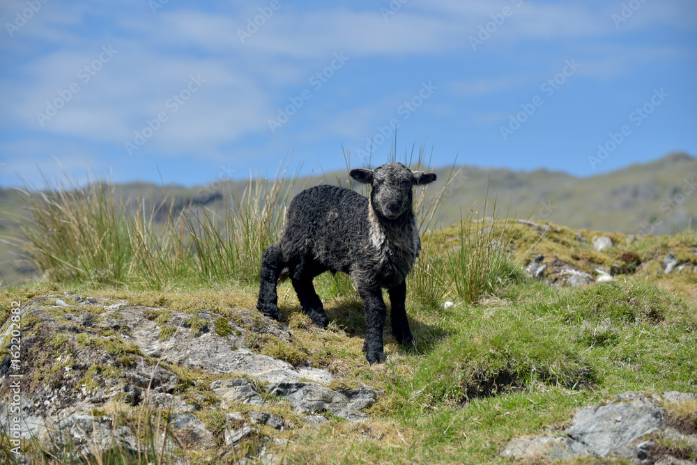 Fototapeta premium Black lamb in Great Langdale, English Lake District