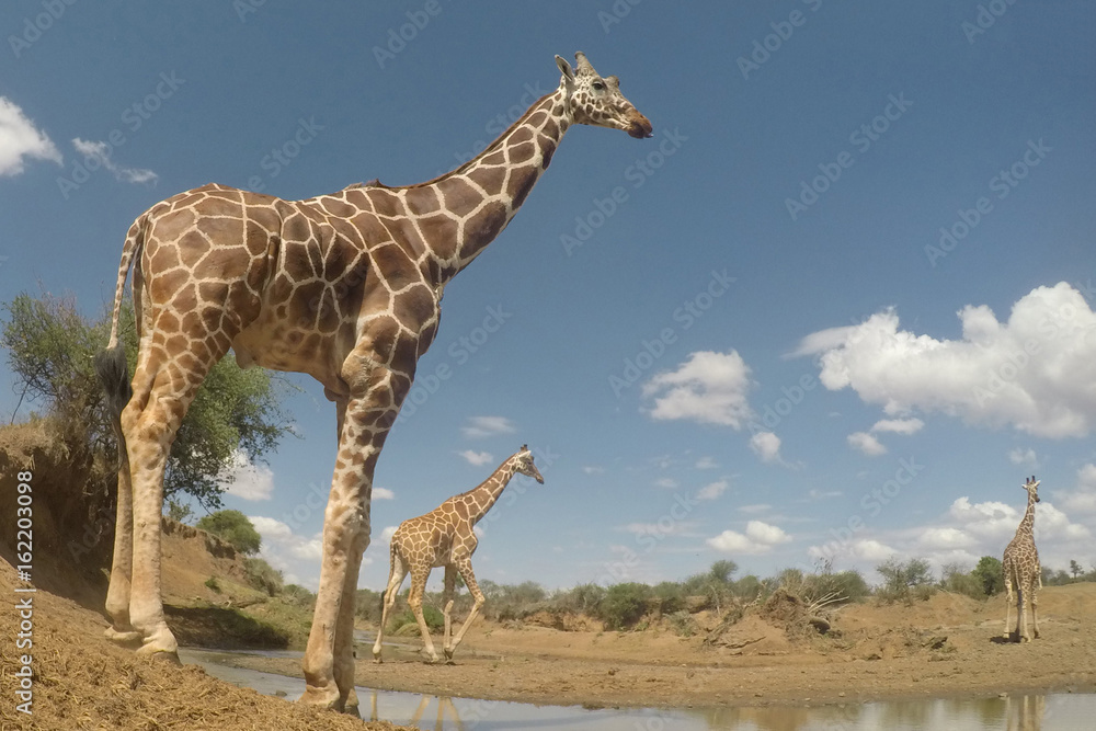 Obraz premium Giraffe