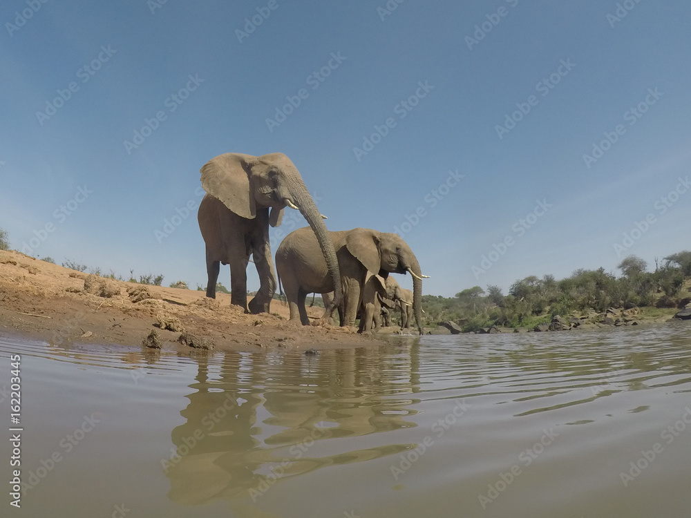 Fototapeta premium African Elephants drinking at river