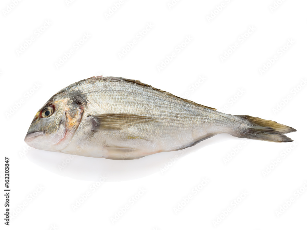 Fresh dorada fish isolated on white background Fresh dorada fish isolated on white background
