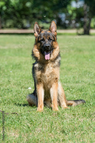 German Shepherd sitting on the green grass