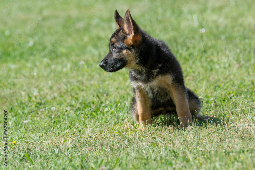 German shepherd puppy - adorable german shepherd puppy on the grass