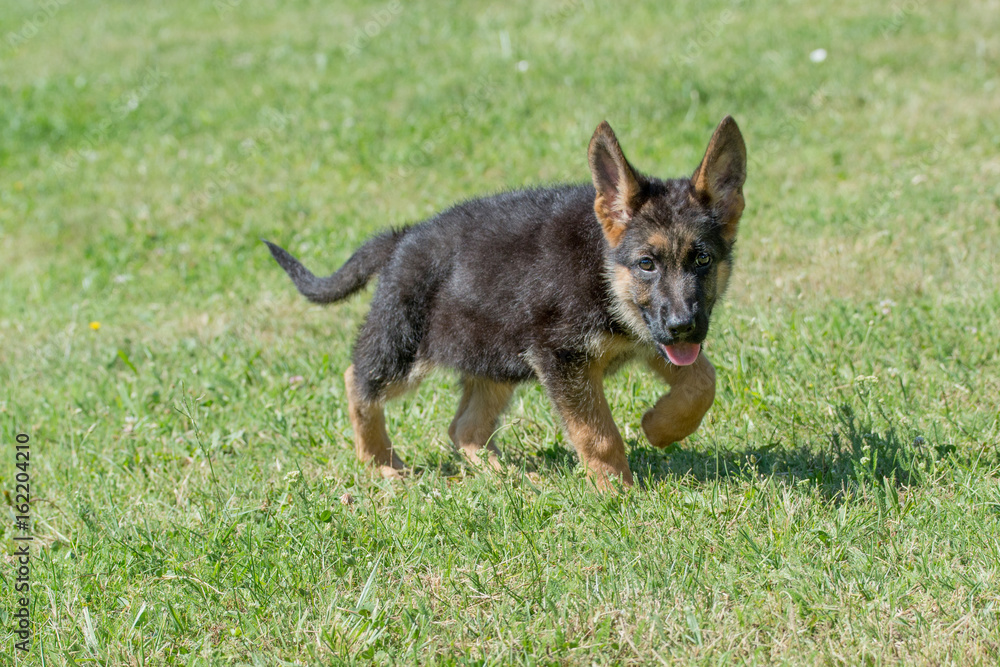 German shepherd puppy - adorable german shepherd puppy on the grass German shepherd puppy - adorable german shepherd puppy on the grass