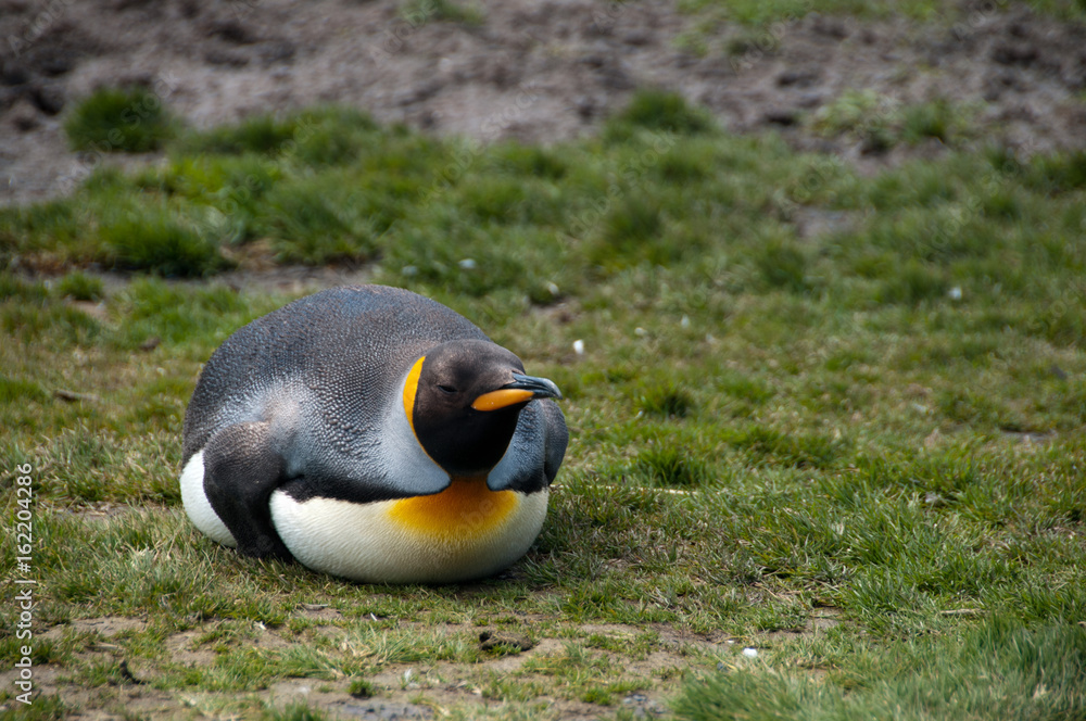 Naklejka premium King Penguins on Salisbury plains